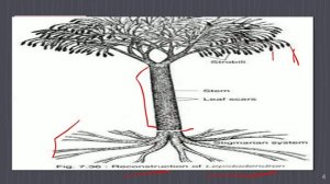 lepidodendron -fossil Pteridophyte part I ,BSc II year