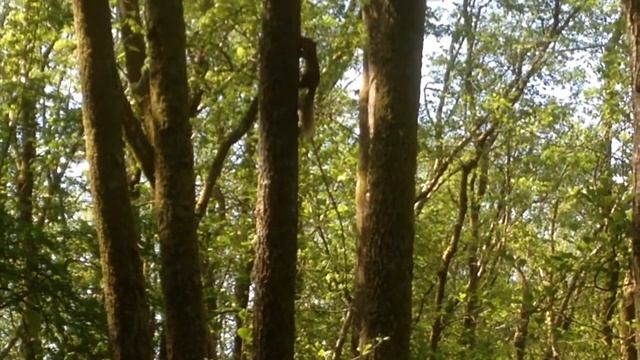 Red Squirrel at RSPB Scotland, Loch Lomond смотреть онлайн