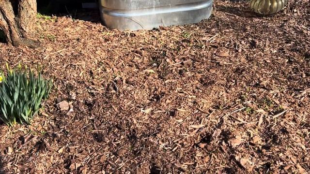 Weekly Garden Tour 5 February 2024 смотреть онлайн