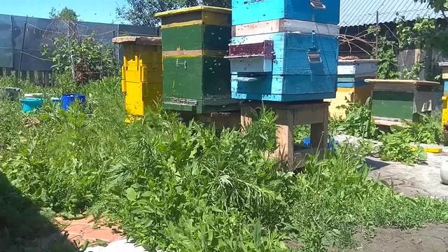 Пчёлы на люпине. смотреть онлайн