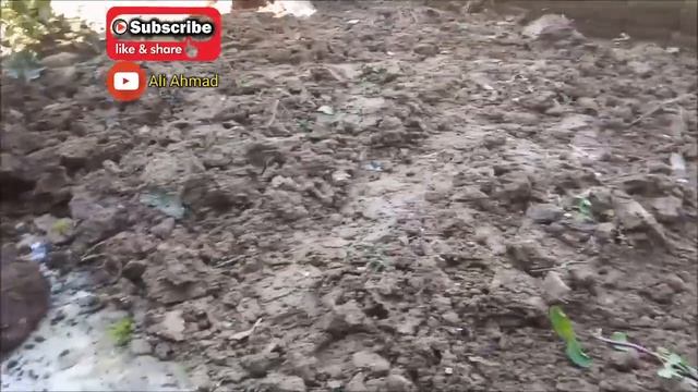 Mint Cultivation...My 22 Days Success Story.......صرف 22 دن میں پودینہ اگانے کا آسان طریقہ смотреть онлайн