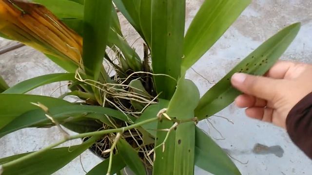 Anggrek oncidium sharry baby berbunga kembali смотреть онлайн