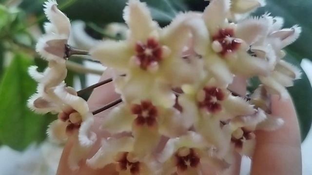 хойя Боутти , Hoya Buotii .          16 ноября 2023 г.