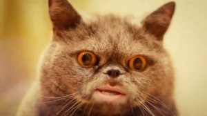 Поющий кот Сальвадор / Salvador singing cat - YouTube