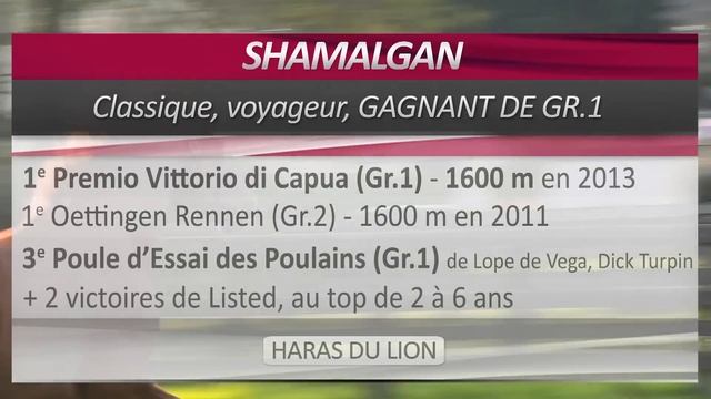 Shamalgan, étalon au Haras du Lion en 2015 смотреть онлайн