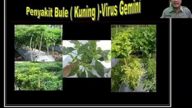 02 Cara Bertanam Cabai Merah Teknologi Nasa Part 2 смотреть онлайн