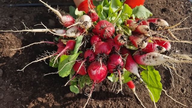 Chcesz mieć Dużą Marchew, Pietruszkę, Cebulę, Buraki - Wykonaj Kluczowy Zabieg. Przerzedzanie Warzy смотреть онлайн