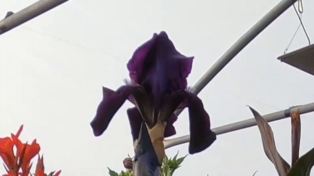 Iris Deep Black opening смотреть онлайн