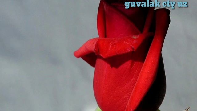 YAGZON - QIZIL ATIRGUL 🌹🌹🌹!!!! ЯГЗОН - КИЗИЛ АТИРГУЛ !!!!