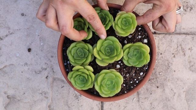 Planting Aeonium 