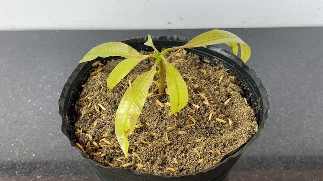 How to propagate mango trees with B1 tonic effectively for beginners смотреть онлайн
