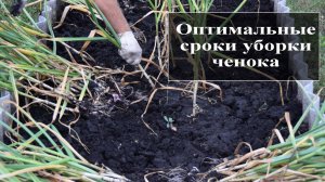 Узнайте когда убирать чеснок