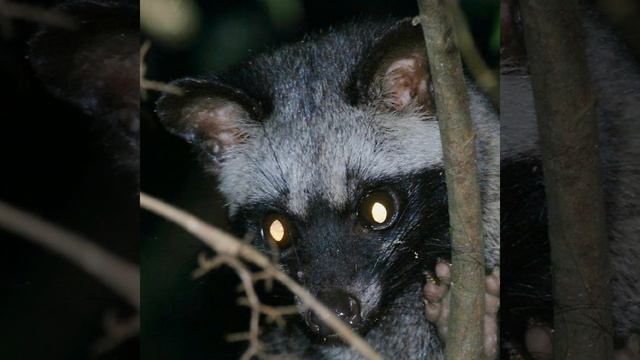 Unique animal African Palm Civet смотреть онлайн