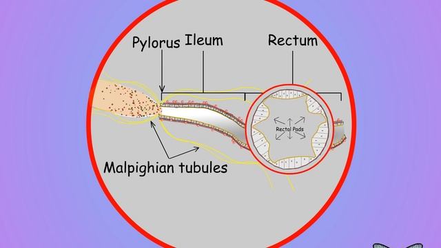 15 Insect Malpighian tubules and hindgut structures смотреть онлайн