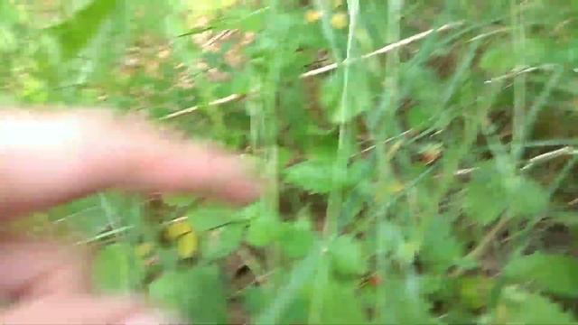 Тоншаево. Есть ли земляника?!☀️😖🍀🍓 смотреть онлайн