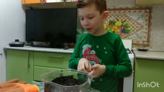 Сею календулу (ноготки) на рассаду