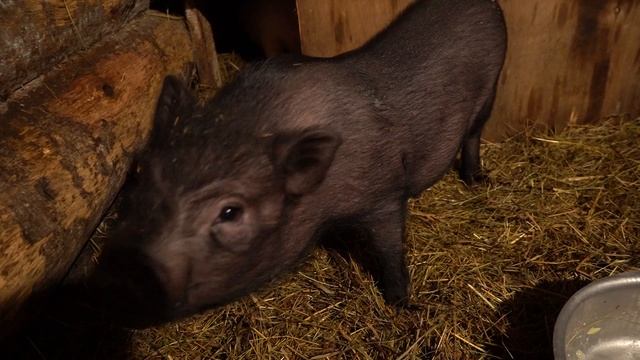 Вьетнамские свиньи. Плюсы и минусы. Особенности смотреть онлайн