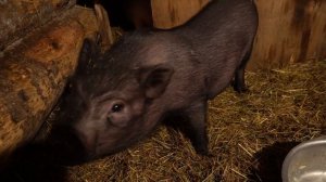 Вьетнамские свиньи. Плюсы и минусы. Особенности