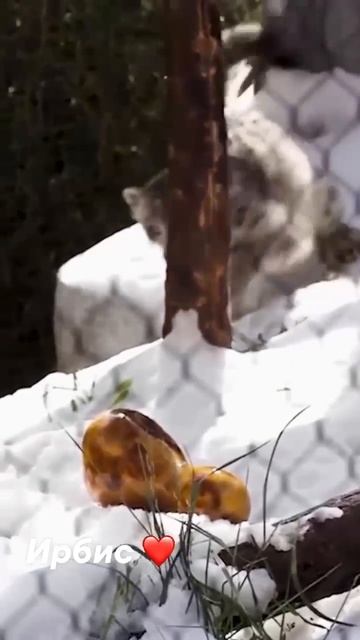 Кто такой Ирбис? смотреть онлайн