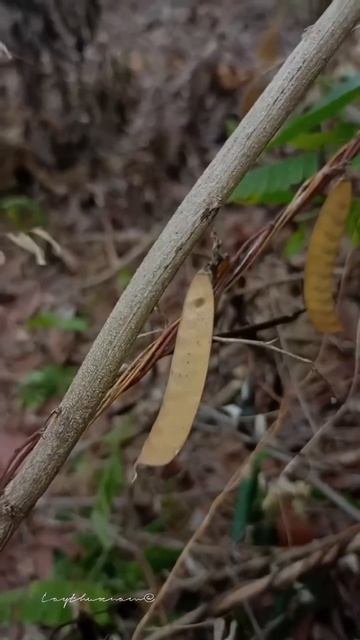 Công dụng của cây Cườm thảo mềm Abrus mollis смотреть онлайн