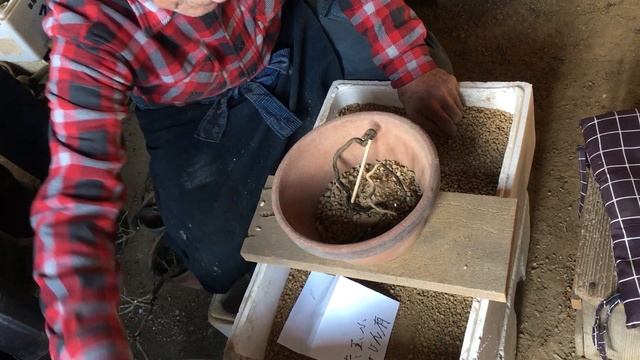 一流の小品盆栽生産者職人が教える「水道の水」長期にかけていると盆栽に影響でてくる？・来年老爺柿盆栽の根ぶせをする為に今から準備行います。・年齢78歳現役生産者小品盆栽職人矢島清芳園・やじま園＠盆栽タ смотреть онлайн