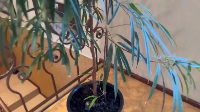 Иволистный фикус Али.