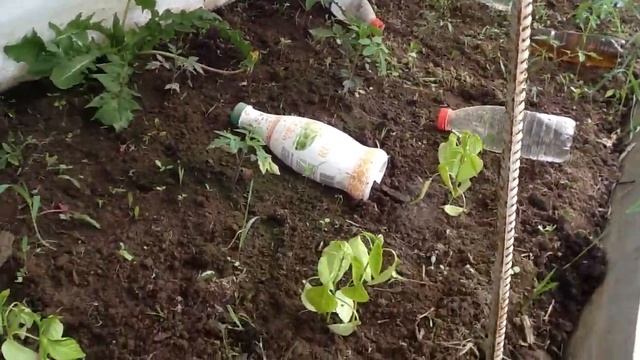 Обзор моих томатов в открытом грунте смотреть онлайн