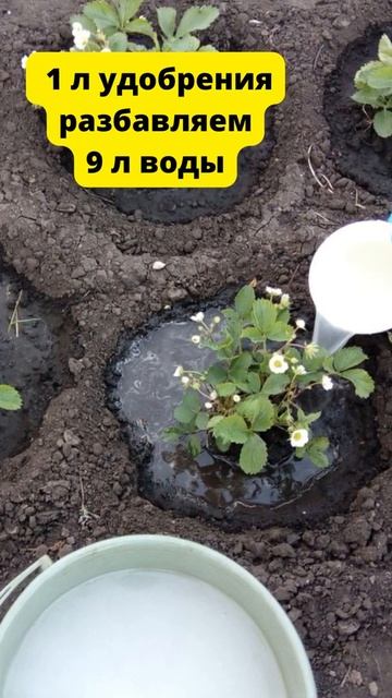Клубника вырастит сладкая и жирная с кулак, если подкормить ее так! #shorts смотреть онлайн