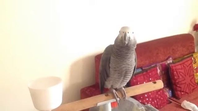 Tweetu does Samsung tune and various sounds... смотреть онлайн