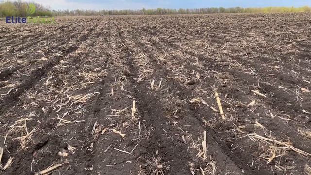 Посів соняшника 2022 Клієнт сіє перший Рік наш соняшник ЕС Саксон смотреть онлайн