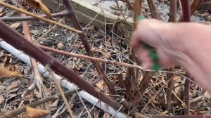 Обрезка сортовой ежевики весной. Как я обрезаю ежевику.