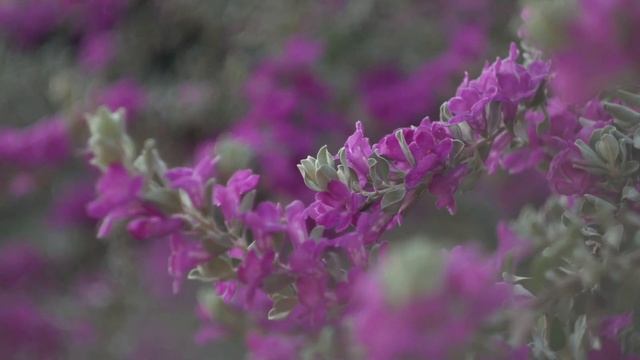 Бесподобная Волшебная музыка!!! Лучшие мелодии для души ! Сергей Чекалин ... красивое видео смотреть онлайн