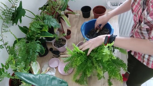 Fern Nephrolepis Repot смотреть онлайн