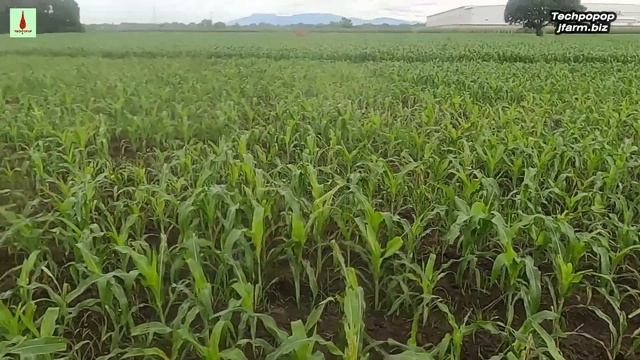 PAANO ALAGAAN AT PABUNGAIN NG MATAMIS AT MASARAP ANG MAIS NA PURPLE SWEET смотреть онлайн