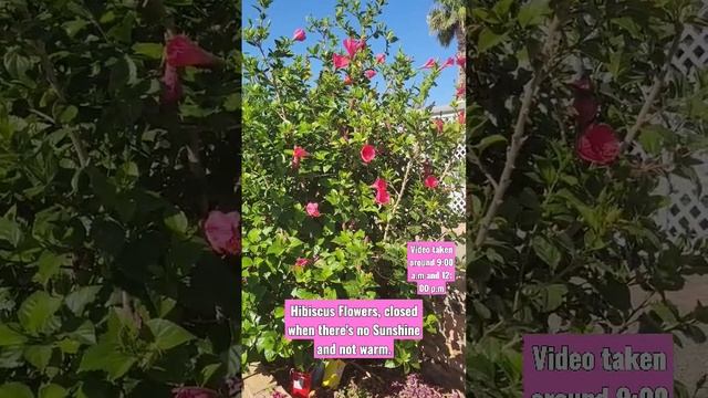 Observing Facts about Hibiscus Flowers. смотреть онлайн