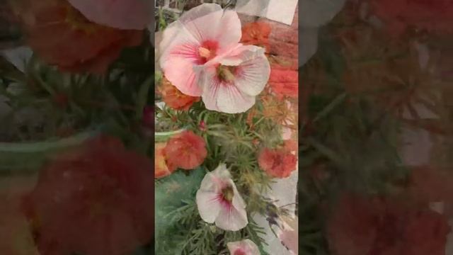 Begini loh bunga-bunga cantik di Oklahoma! смотреть онлайн