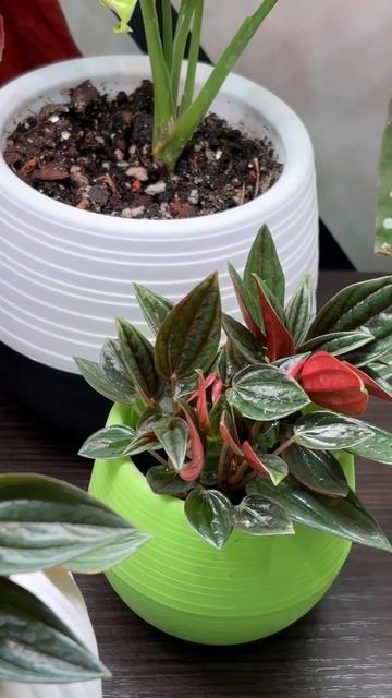 Цветы после купания смотреть онлайн