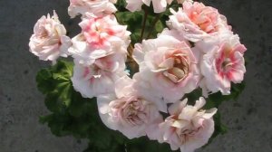 Rushmoor Avon пеларгония #pelargonium #flowers  #пеларгония #FloraMI #герань