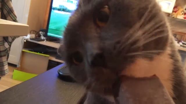 кот мороженое уважает 😂 смотреть онлайн