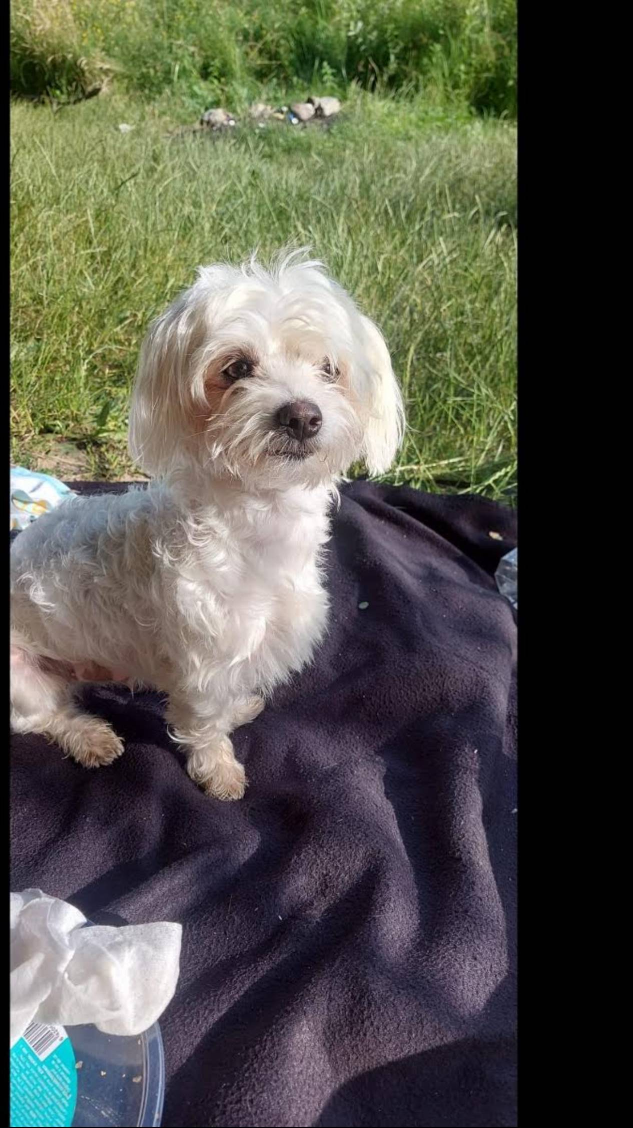 Пуффи на рыбалке в Трансильвании-20241023 смотреть онлайн