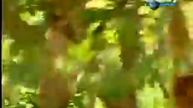 Тигр в лесу😮😮😮 смотреть онлайн