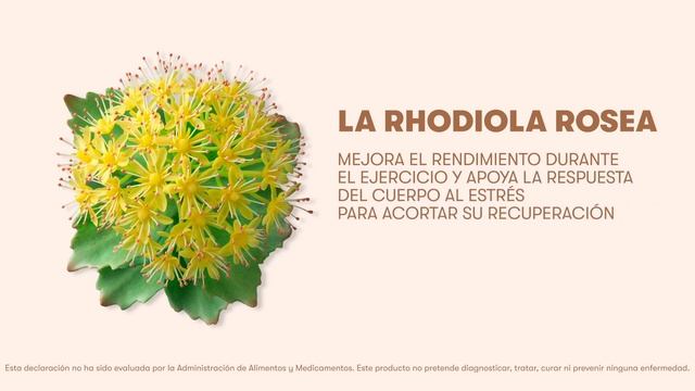 Enfoque y Energía XS™ (antes llamada Rhodiola) | Amway Español смотреть онлайн