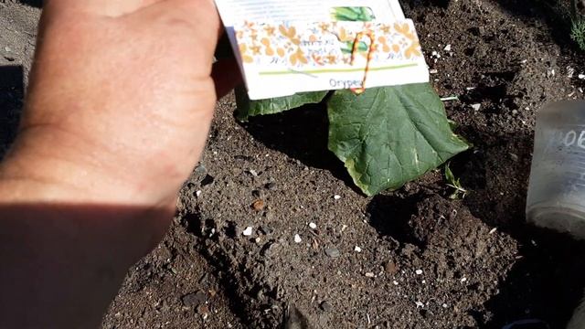 19.05.2024 Огурцы. смотреть онлайн