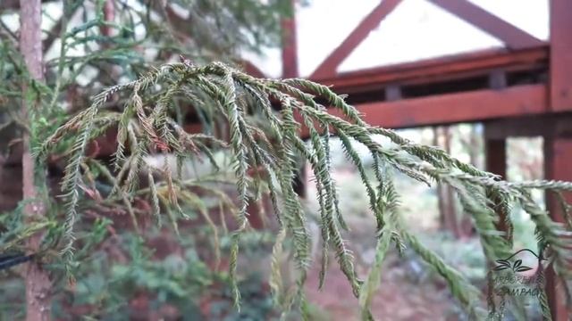 Cryptomeria Japonica 'Rasen Sugi' Kryptomerie Japonská 'Rasen Sugi'