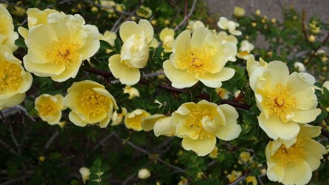 Winged Thorns - One more ornamental feature of roses! смотреть онлайн