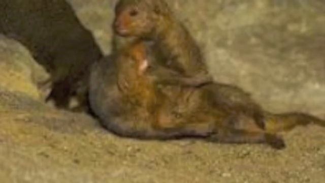 HAUL ASS KID: ME MONGOOSE смотреть онлайн