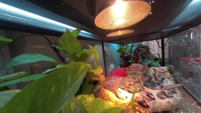 Another Green Anole Battle смотреть онлайн