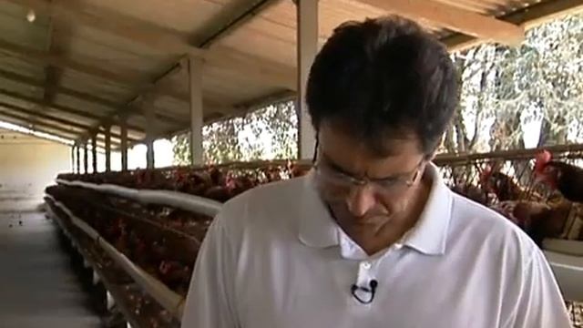 Veterinário ensina a preparar ração caseira para galinhas. смотреть онлайн