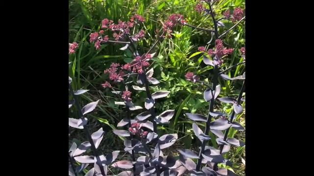 Mojave Jewels Sedums