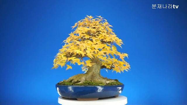 분재,당단풍,Acer pseudosieboldianum,Manshurian fullmoon maple,소품분재,盆栽,bonsai смотреть онлайн